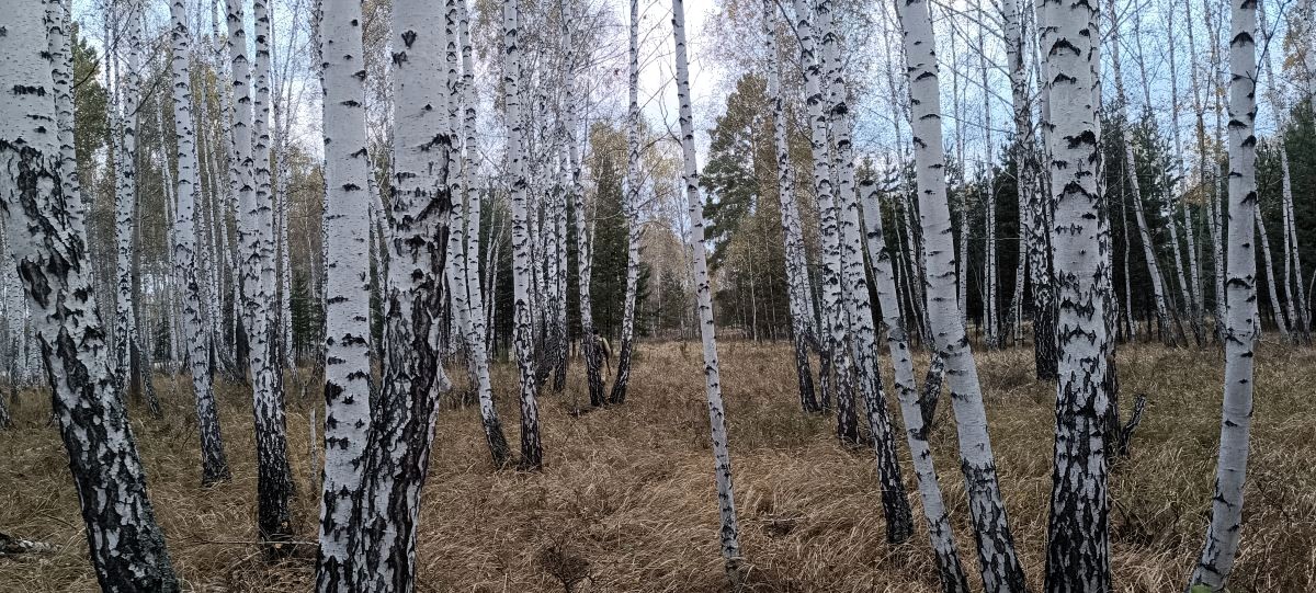 Колыбель нашего мира континент Пангея