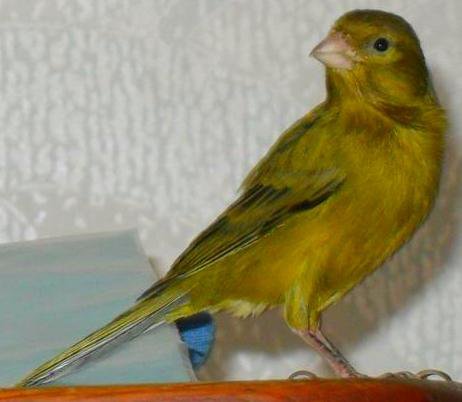 Наш Борька!