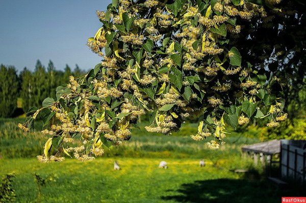Подслушивают и подсматривают бесы...