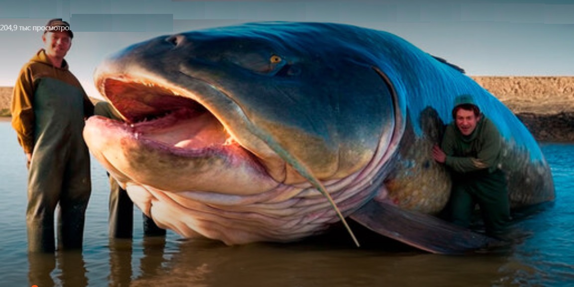 Аквариумная рыбка -стихи