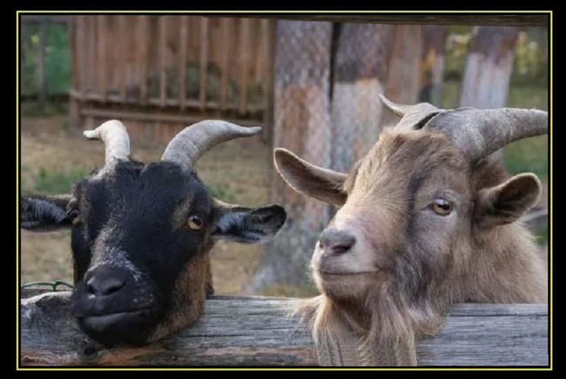 Ох, Похоже я лысею -стихи