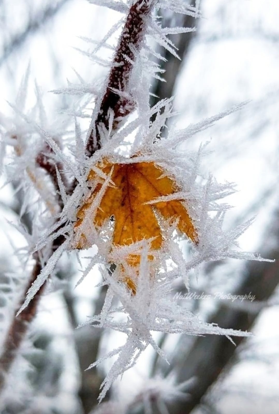 В плену морозном листопады...