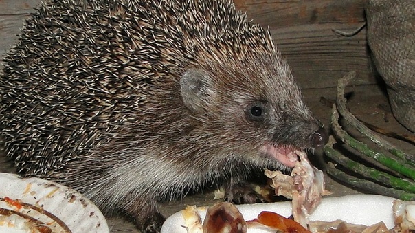 Ёж-защитник