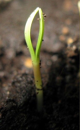 Росточек жизни