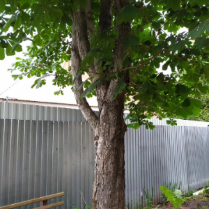 Сказка о мудром каштане