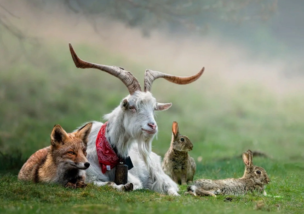 Нонсенс -стихи