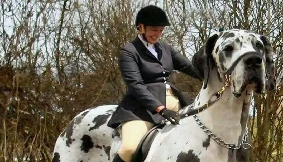 Хороша моя лошадка -стихи