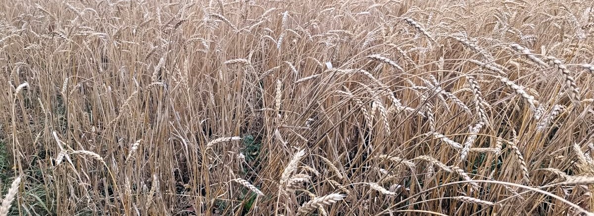 Одиночество и творчество