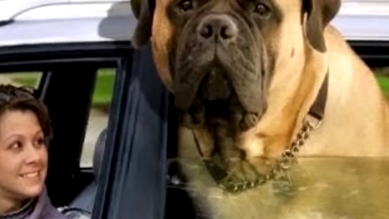 Везу песика к зубному. стихи