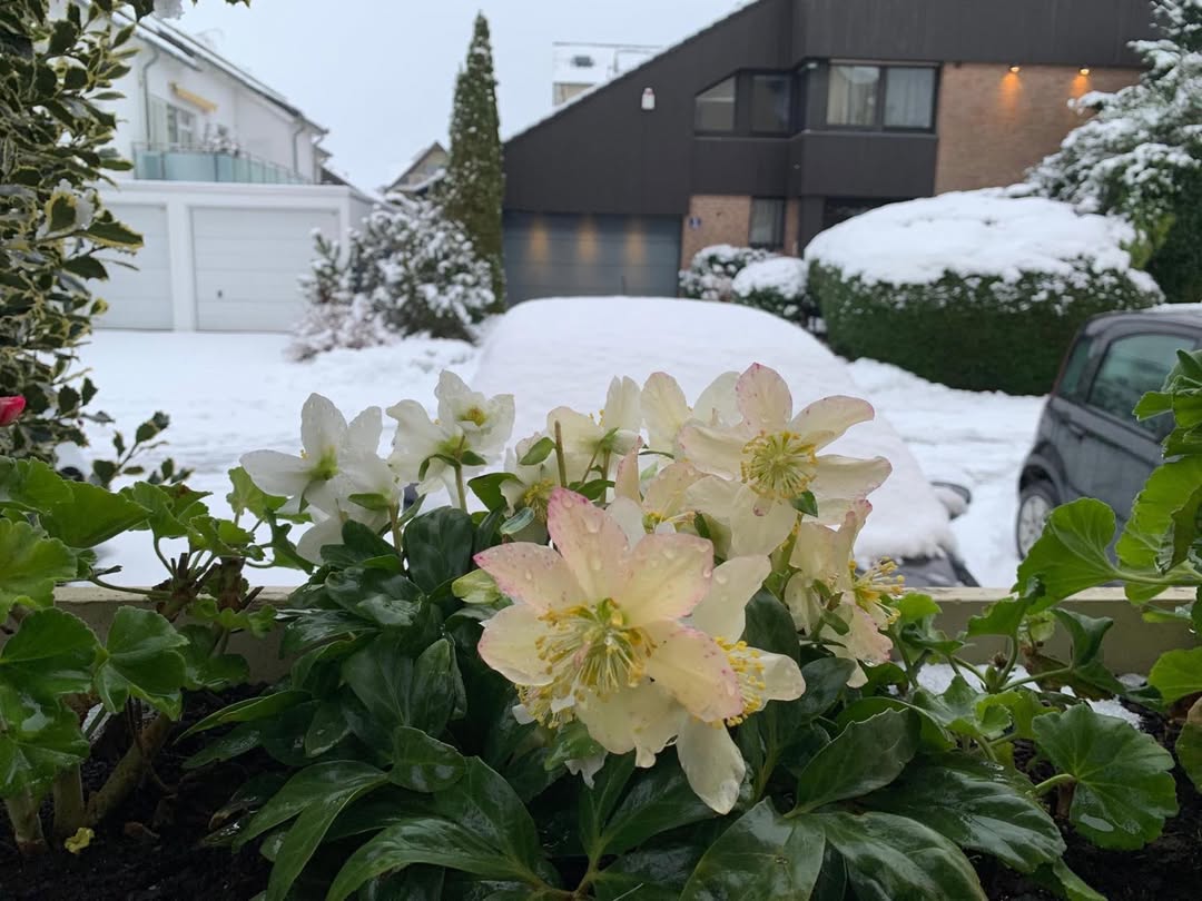 Neumond 20. 11. 2025 und Der Winter ist da