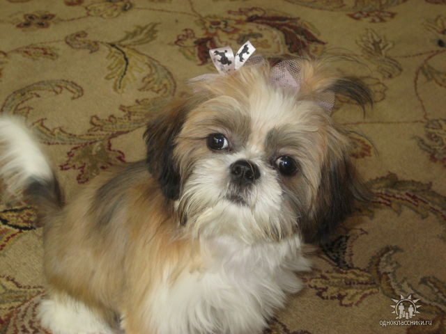 Сейчас хочу вам я описать чикагскую осень!