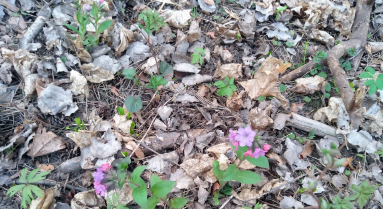 Тихая охота