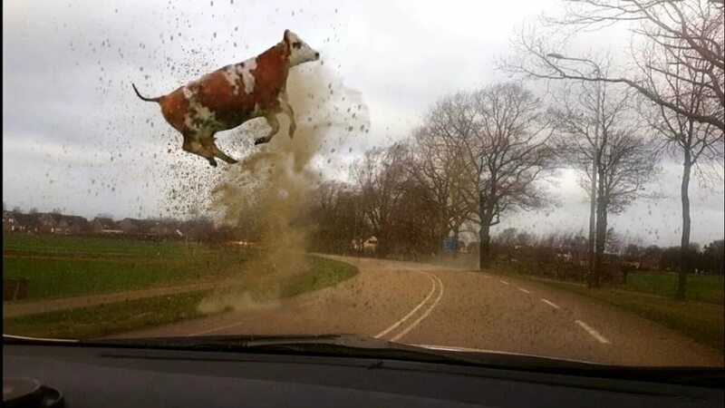 Торнадо уносит коров. Источник энергии