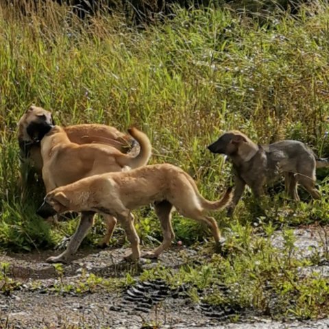 Стратегия и тактика