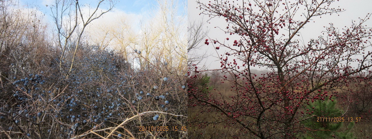 Поздняя осень на Дону с дарами