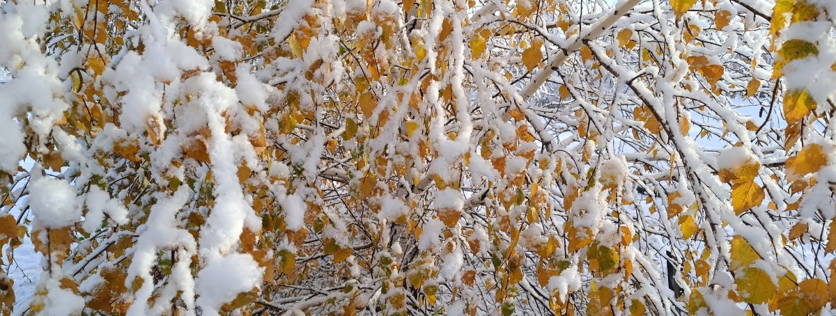 Стихи, поэты, книги и история