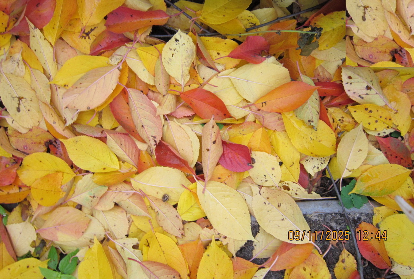 Позолотила золотом, осень землю