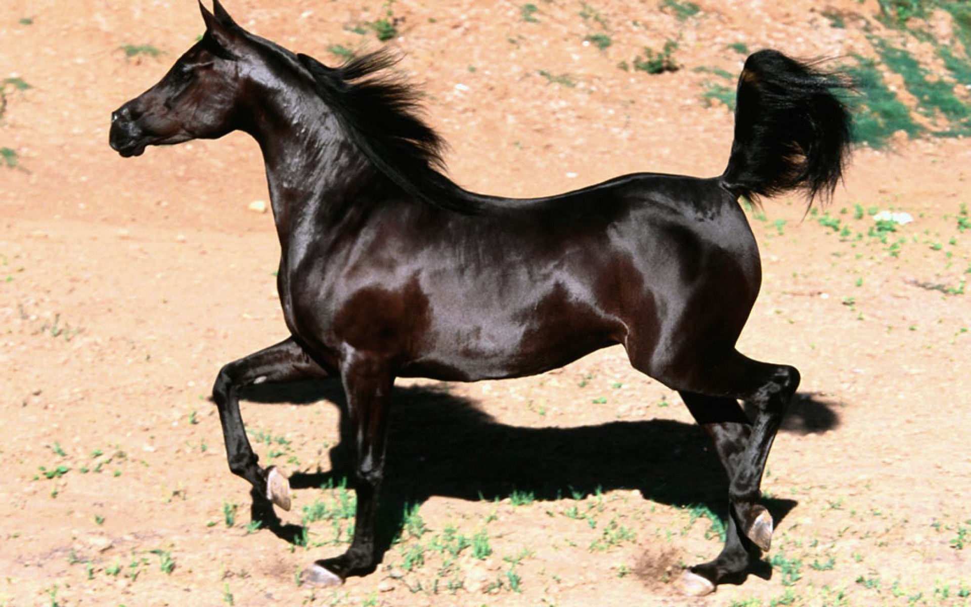 История арабского коннозаводства!