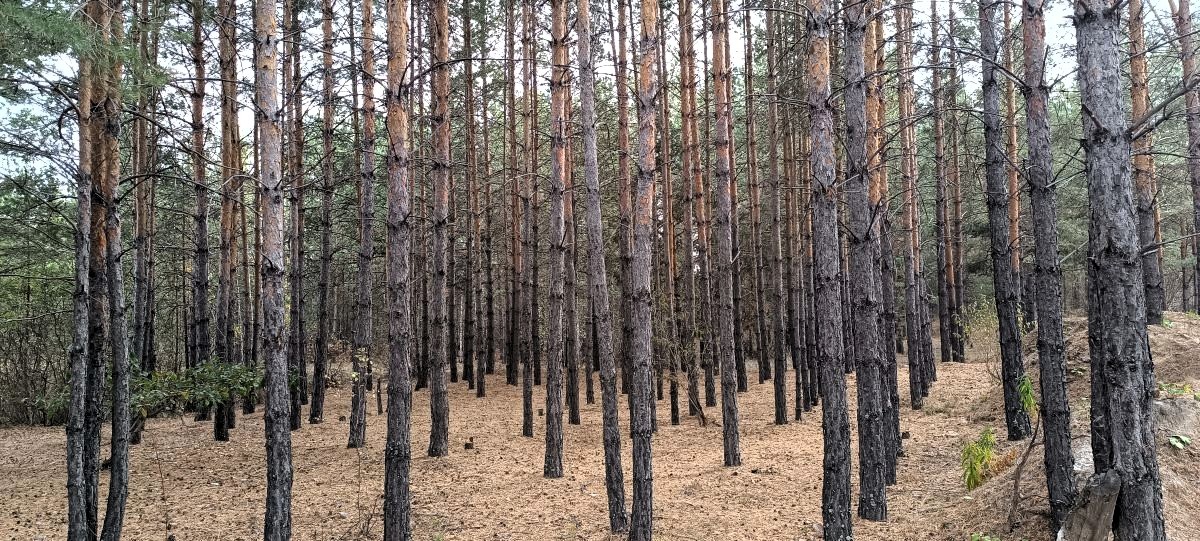 Наша жизнь сплошная метафора