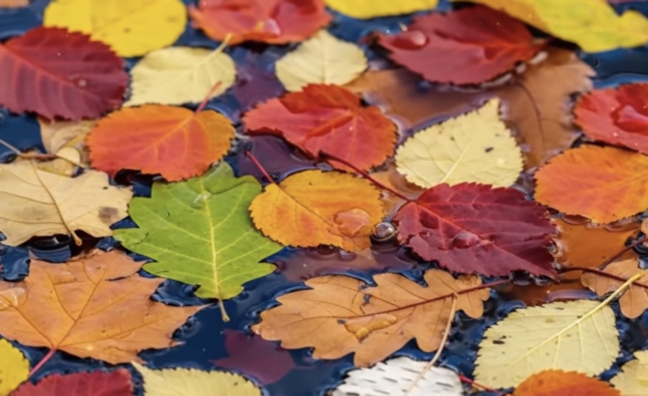 История развода