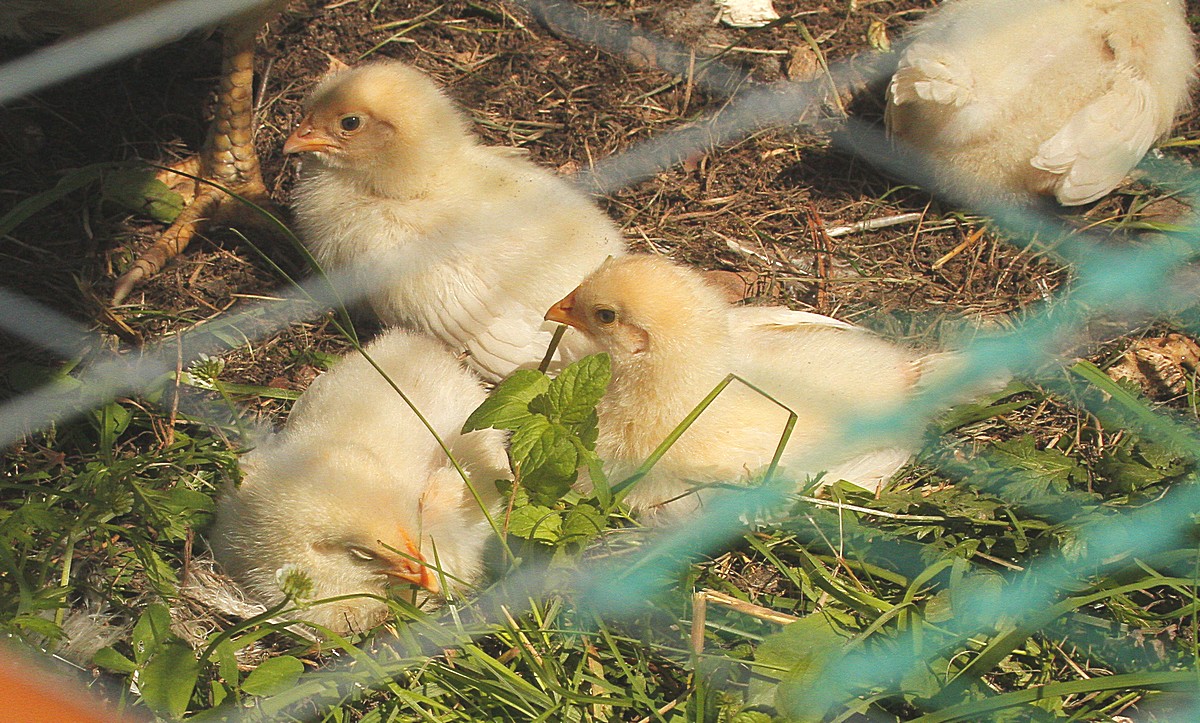 Куры, петухи и Ход событий