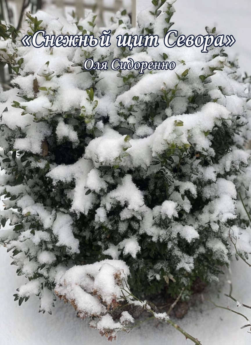 Снежный щит Севера