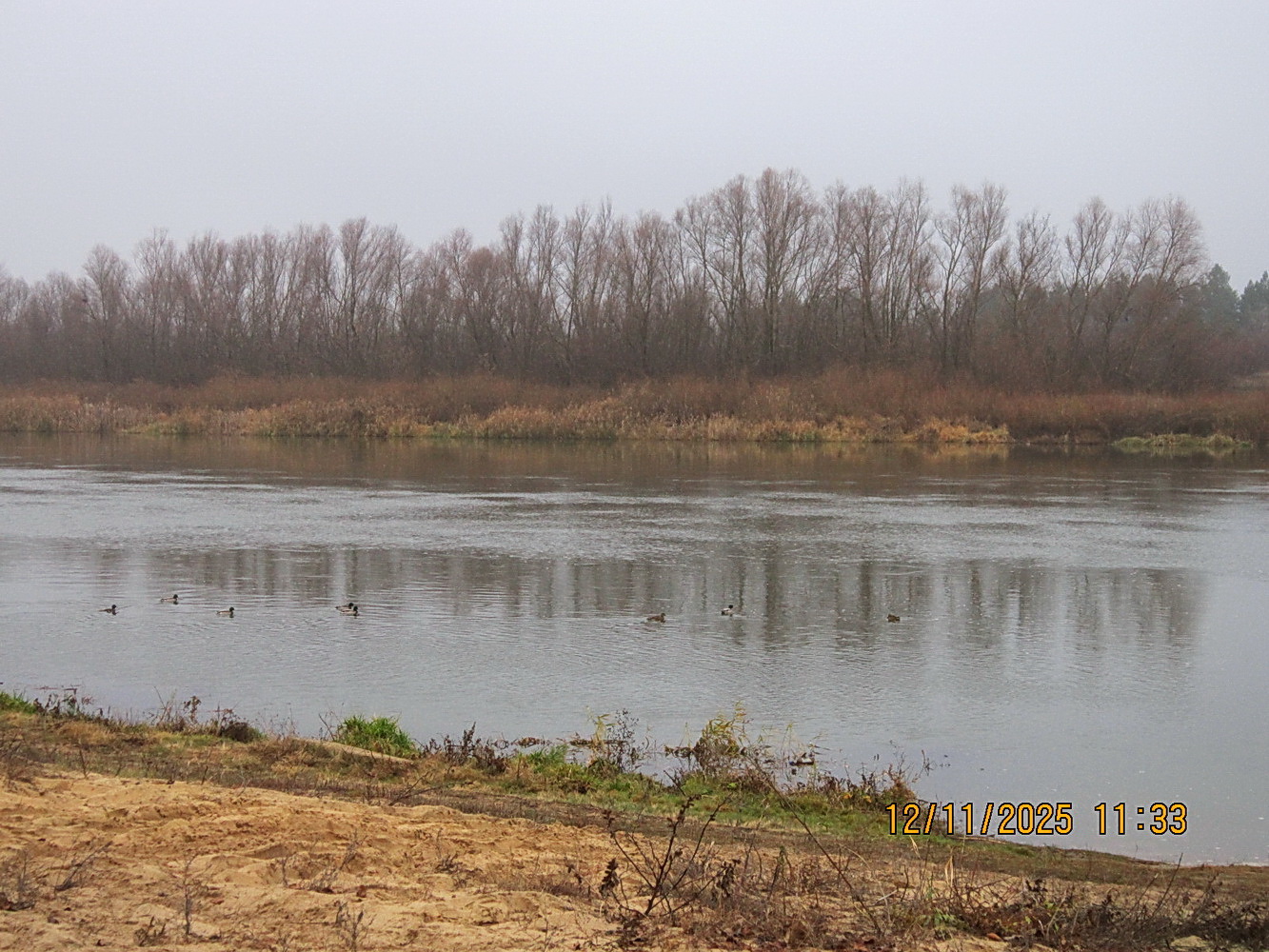 Утки не собираются на юг улетать