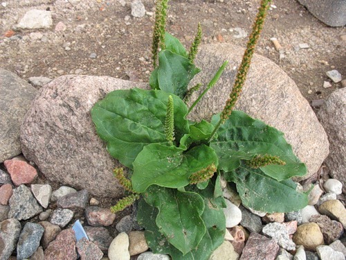 Подорожник