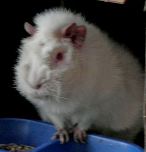 Джурай. Глава первая