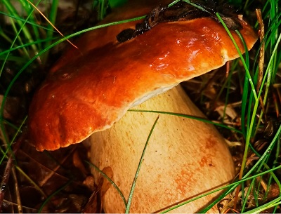 Колькины рассказы Грибалка