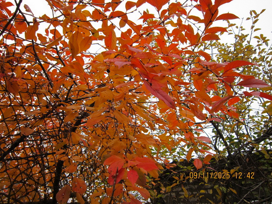 Играет красотой поздняя осень