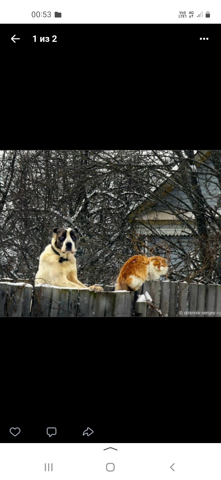 Снега хотелось