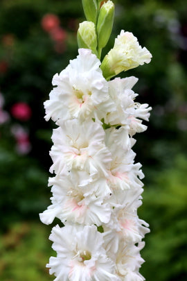 Цветочные письма. Гладиолус. Ты у меня Один