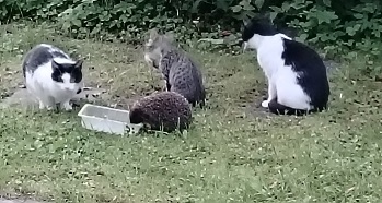 Дачные раздумья