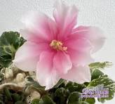 Дурман фиалок