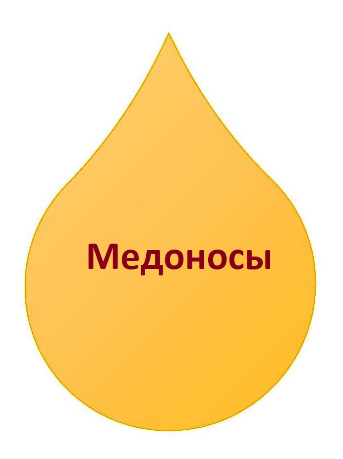 Медоносы