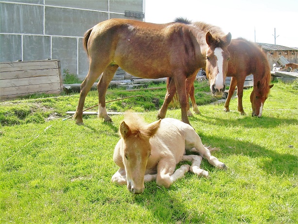 Последние могикане Севера