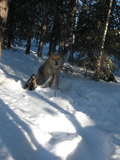 Поступь весны 2017-2022 год